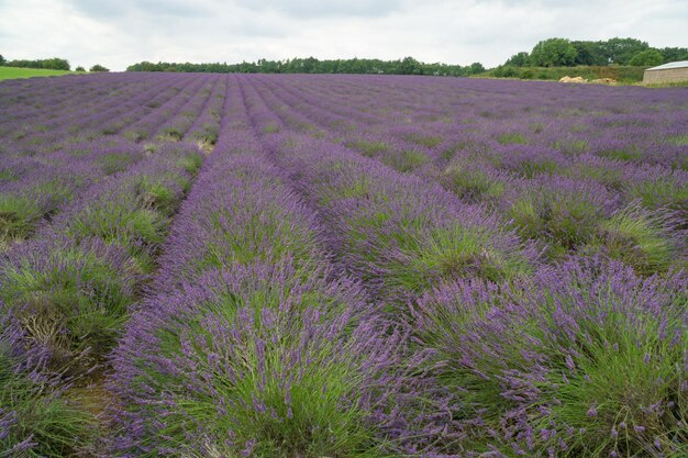 Foto plantas com flores roxas no campo