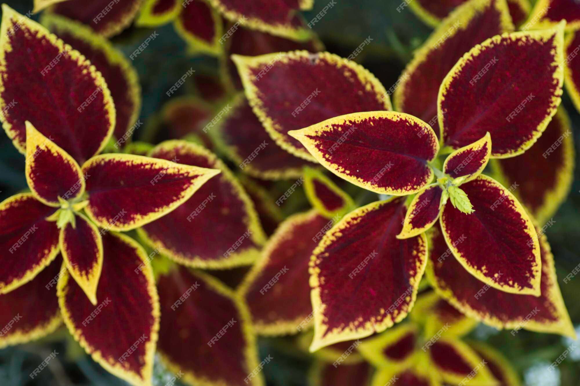 Plantas com folhas vermelhas com bordas verdes | Foto Premium