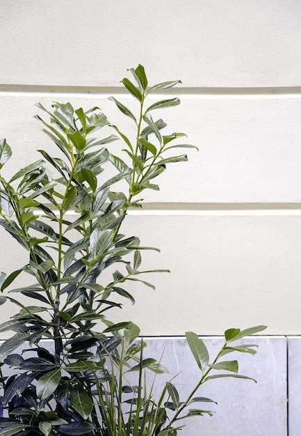 Plantas en el concepto de ciudad. Papel pintado con estilo. Estética verde