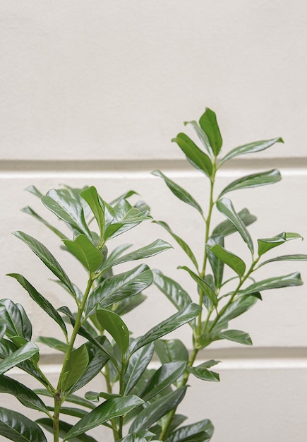 Plantas en el concepto de moda de la ciudad. Papel pintado botánico con estilo. Fondo de estética verde