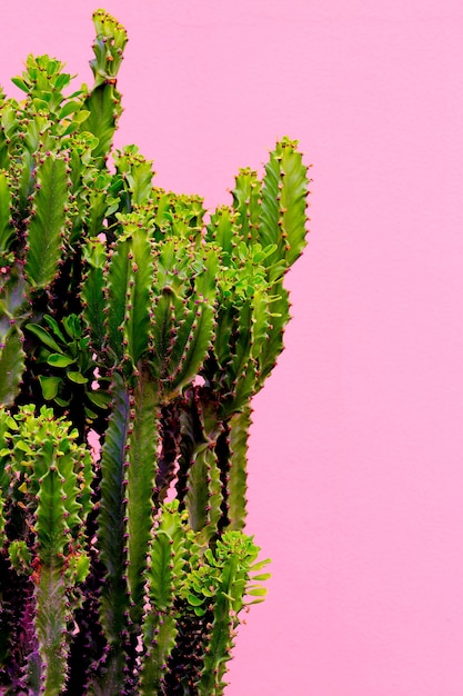 Plantas en concepto de moda rosa. Cactus sobre fondo de pared rosa. Arte minimalista