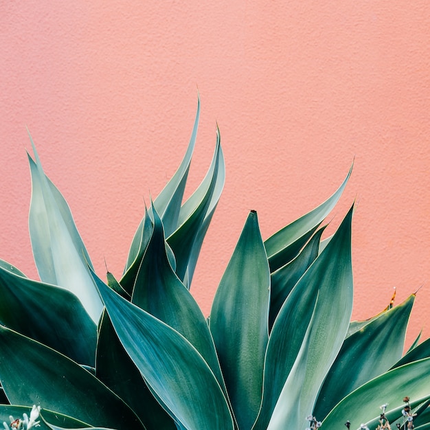 Plantas en concepto de moda rosa. Verde sobre fondo de pared rosa. Diseño de planta mínima