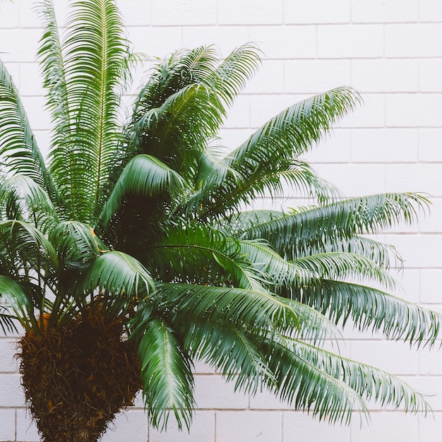 Plantas en concepto de pared. Moda minimalista. Palmera canaria