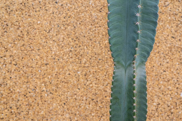 Plantas en concepto rosa Cactus sobre fondo de pared de piedra naranja