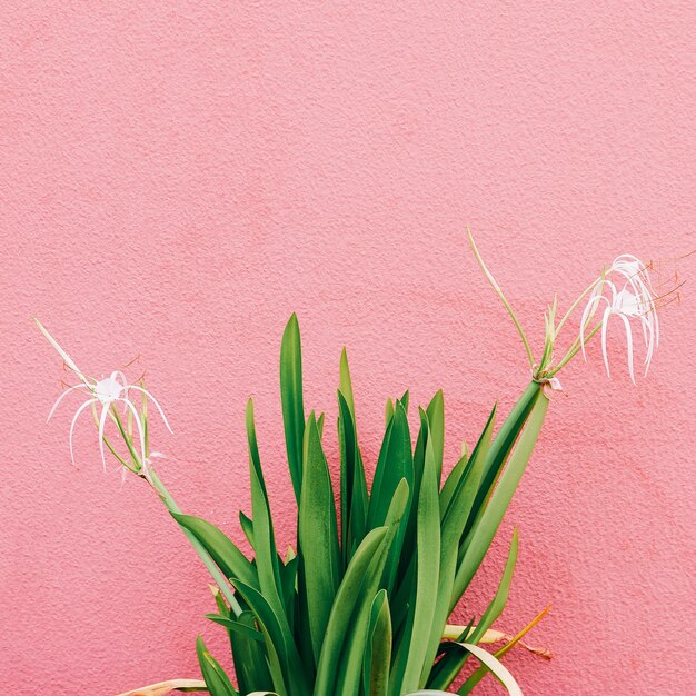 Plantas en concepto rosa. Flor sobre fondo de pared rosa. Arte vegetal mínimo.