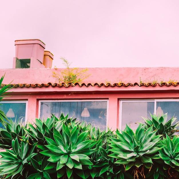 Foto plantas en concepto rosa. planta tropical en ubicación rosa.