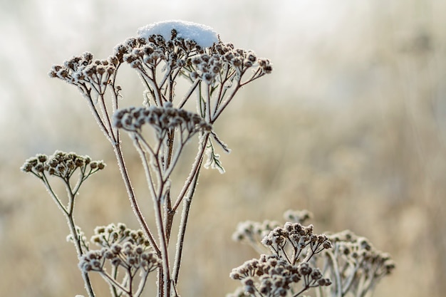 Plantas congeladas no início da manhã fechar no inverno