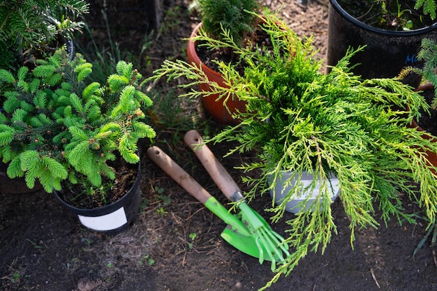 Plantas coníferas em vasos com raiz fechada para plantar em sua horta desde o viveiro Jardinagem de uma horta na primavera