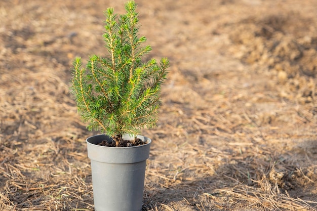 Plantas coníferas em vasos com raiz fechada para plantar em sua horta desde o viveiro Jardinagem de uma horta na primavera