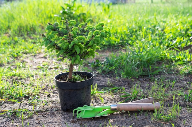 Plantas de coníferas en macetas con raíz cerrada para plantar en su parcela de jardín desde el vivero Jardinería de una parcela de jardín en primavera