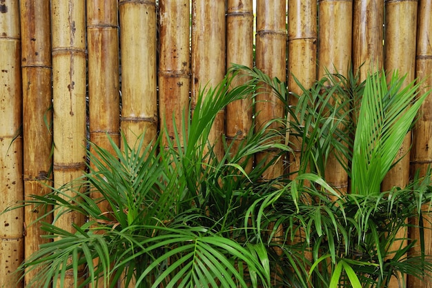 Foto plantas contra a cerca de bambu