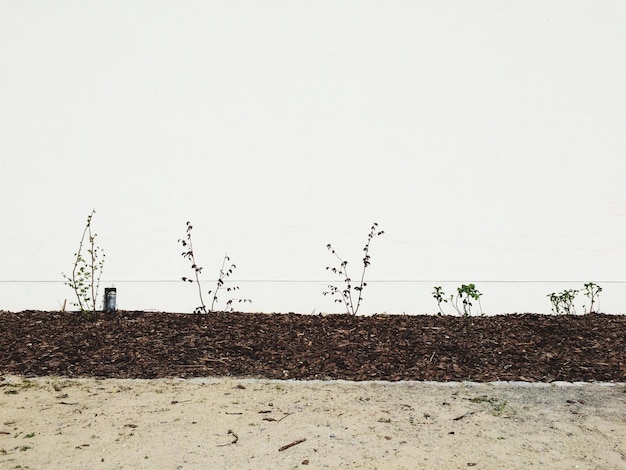 Foto plantas contra el cielo despejado