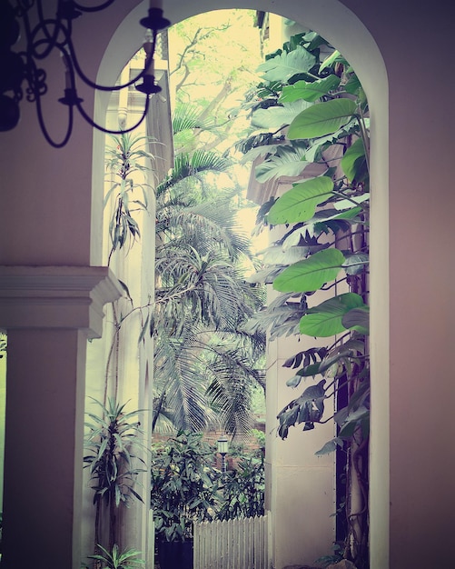 Plantas contra la construcción