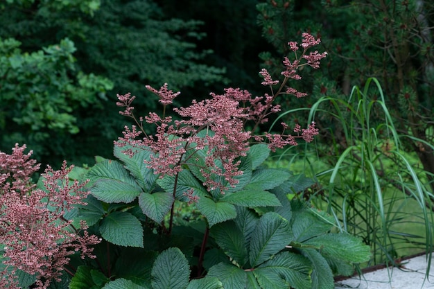 plantas cor de rosa e verdes com flor