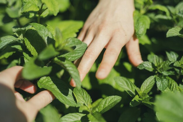 Plantas cortadas que tocan con la mano