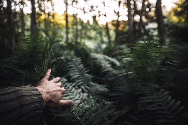 Foto plantas cortadas tocando à mão na floresta