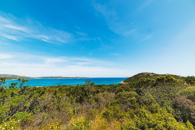 Plantas en la costa de Cerdeña Italia