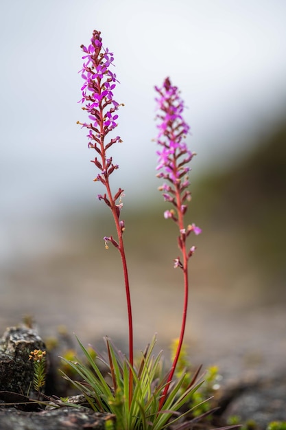 Plantas costeiras nativas na Tasmânia, Austrália