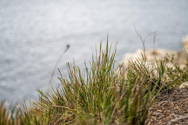 Plantas costeras nativas australianas junto a la playa en primavera.