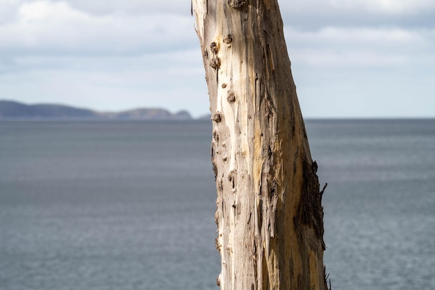 Plantas costeras nativas australianas junto a la playa en primavera.