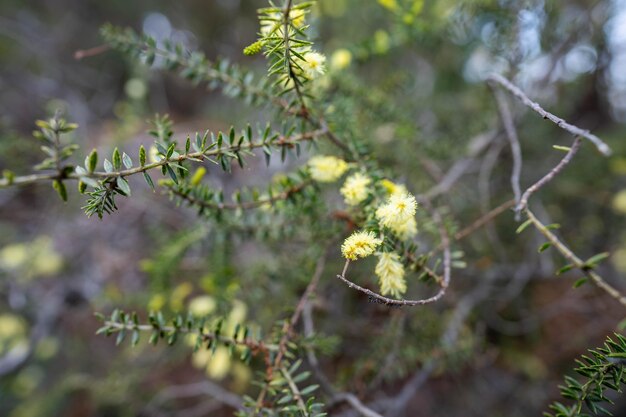 Plantas costeras nativas australianas junto a la playa en primavera.