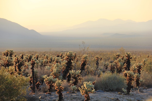 Plantas creciendo en el campo contra el cielo en un día soleado
