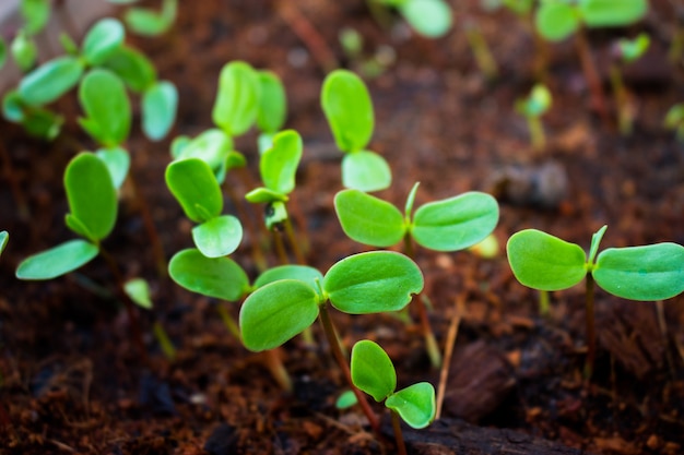 Plantas creciendo.