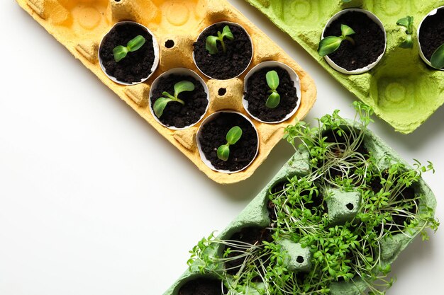 Plantas en crecimiento en el espacio de la caja de huevos para texto.