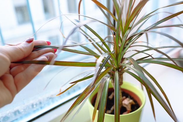 Plantas en crecimiento en maceta en el alféizar de la ventana