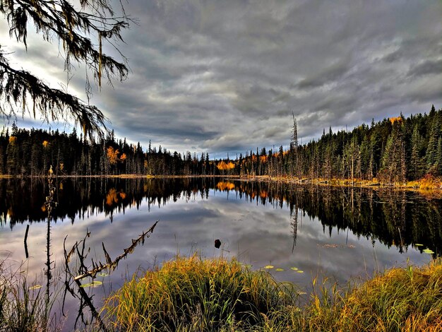 Foto plantas crescendo ao lado do lago contra o céu