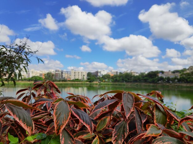 Foto plantas crescendo ao lado do rio contra o céu