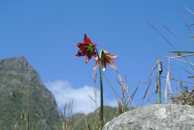 Plantas crescendo na montanha contra o céu azul