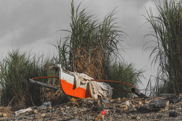 Foto plantas crescendo na praia contra o céu