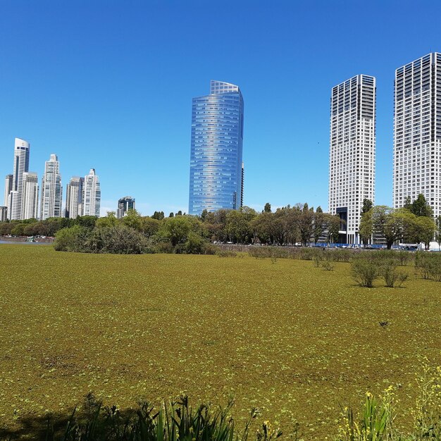 Foto plantas crescendo no campo contra edifícios na cidade contra o céu claro