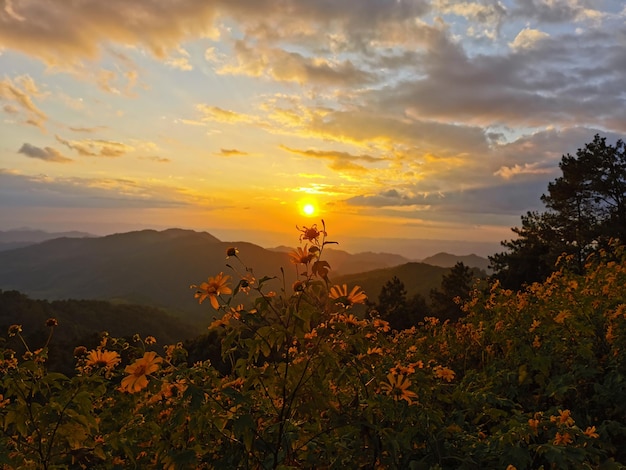 Foto plantas crescendo no campo contra o céu durante o pôr-do-sol