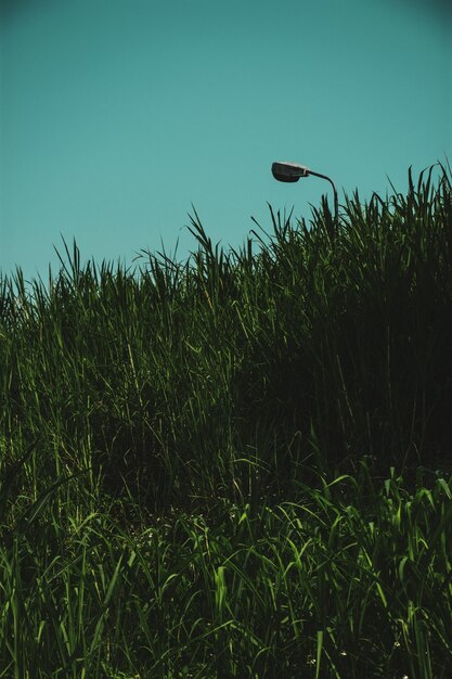 Foto plantas crescendo no campo contra o céu limpo