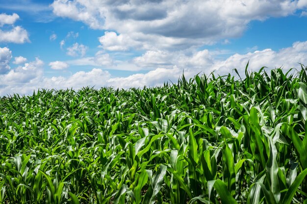 Foto plantas crescendo no campo contra o céu