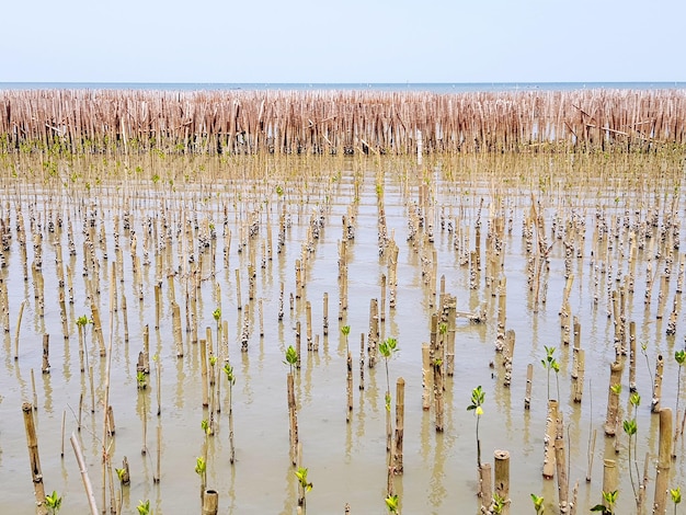 Foto plantas crescendo no campo contra o céu