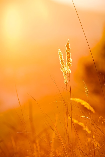 Plantas crescendo no campo durante o pôr-do-sol