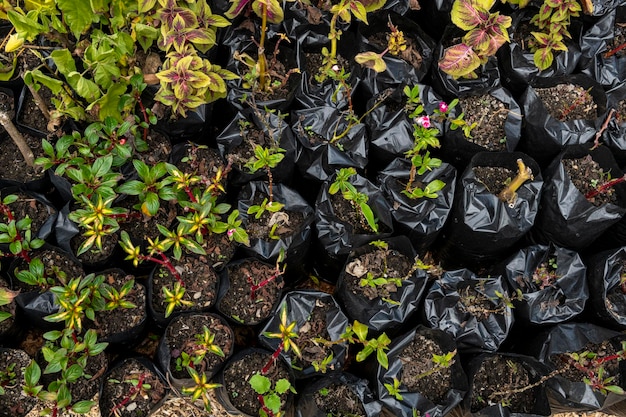 Plantas crescendo no jardim em recipiente de plástico