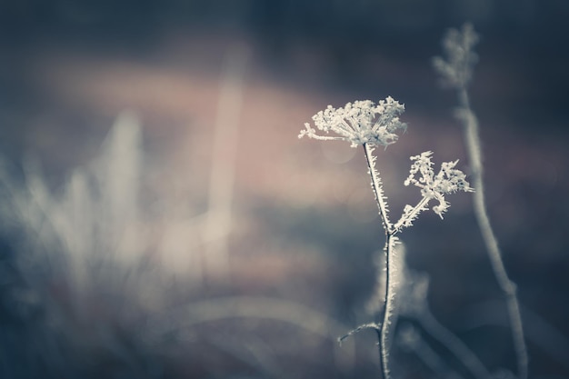 Plantas cubiertas de escarcha en el bosque de otoño Fondo de naturaleza de invierno