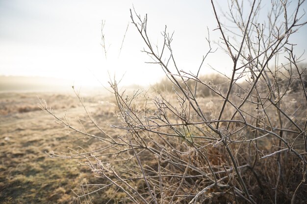 Foto plantas cubiertas de escarcha en una helada mañana de invierno