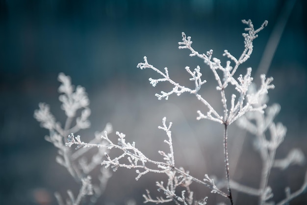 Plantas cubiertas de hielo en el bosque de invierno Imagen macro Fondo de la naturaleza de invierno