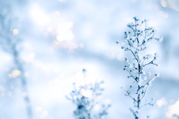 Plantas cubiertas de hielo congelado en escarcha con fondo de invierno suave bokeh ligero con bengala solar