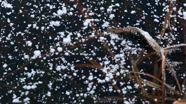 Foto plantas cubiertas de hielo y nieve