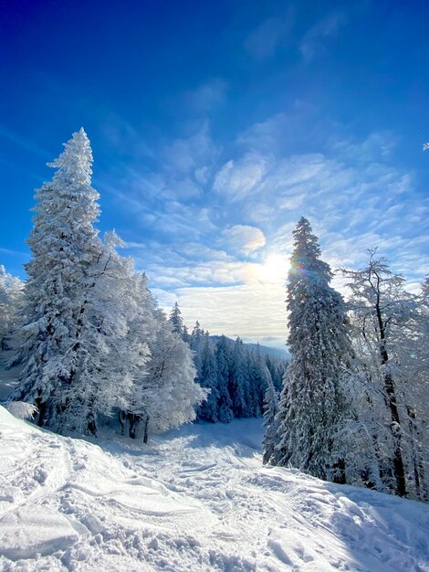 Plantas cubiertas de nieve contra el cielo azul