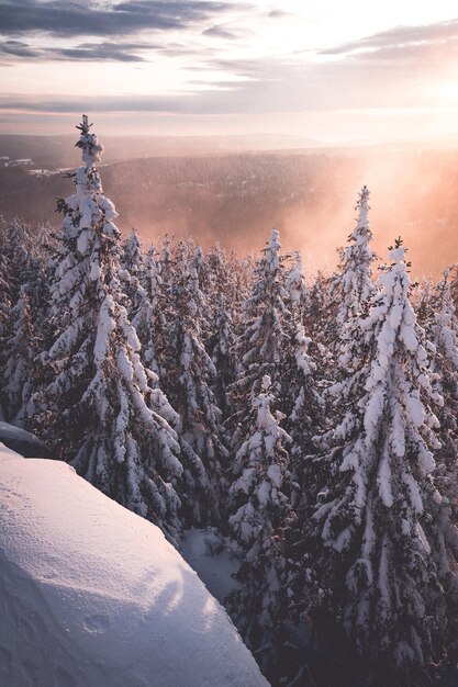 Plantas cubiertas de nieve contra el cielo durante la puesta de sol