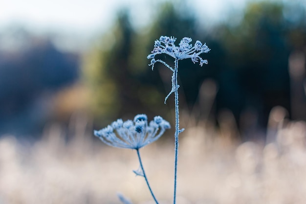 Plantas cubiertas de nieve. Hierbas escarchadas