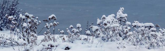 Plantas cubiertas de nieve en la orilla del río después de una fuerte nevada