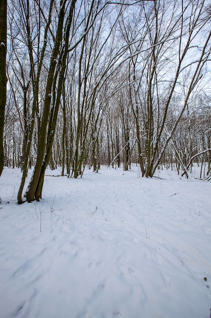 Plantas cubiertas de nieve en la temporada de invierno